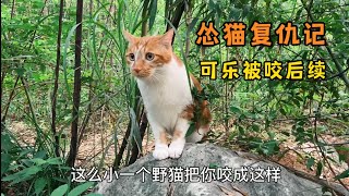 可乐和咬它的野猫再次狭路相逢，看怂猫可乐如何复仇