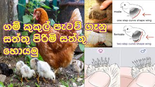 ගම් කුකුල් පැටව් ගැහැණු සත්තු පිරිමි සත්තු නිවැරදිව හොයමුLet's searchcorrectly for chicksfemale,male