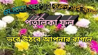 মে মাসে অবশ্যই করুন এই কাজ,পর্তুলিকা ফুলে ভরে উঠবে বাগান, Portulika plant caring, more flower tips