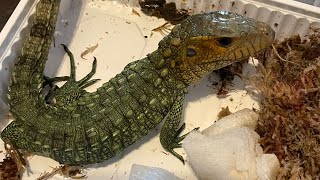 Another CAIMAN LIZARD!