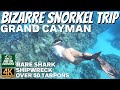 2023 Grand Cayman Bizarre Snorkel Trip in 4K