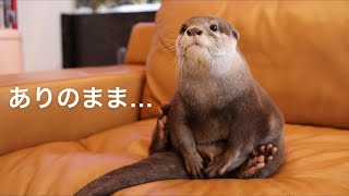 【カワウソきなこ】ありのままのきなこ The otter's true appearance