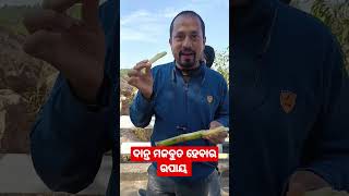 ଦାନ୍ତ ମଜବୁତ ଉପାୟ ? Jindegi With #baladevpati #video #reels #shorts