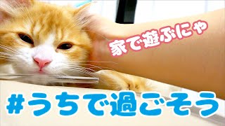 【#うちで過ごそう】自宅で可愛いモフモフ子猫と遊ぶ！【スコティッシュフォールド】/ 【Scottish Fold Cat】