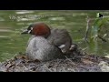 little grebe chronicles from hatching to diving a month of growth urban park in tokyo