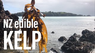 Make your own NZ Kelp Salt (Ecklonia radiata)