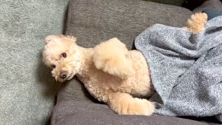 相変わらずマイペースに過ごす大きいトイプードル【デカプー】【トイプードルのロアくん】【toy poodle】