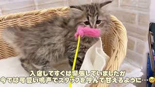 【サイベリアン】ブラウンパッチドタビーのビューティー猫ちゃんが可愛すぎる…♡