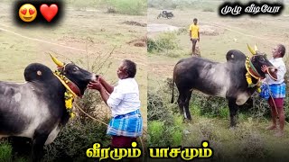 வீரமும் பாசமும் முழு வீடியோ 😍❤️||Veeramum Pasamam One the Best Jallikattu Love video❤️😍||