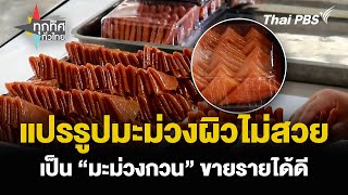 แปรรูปมะม่วงผิวไม่สวย เป็น “มะม่วงกวน” ขายรายได้ดี | ทุกทิศทั่วไทย