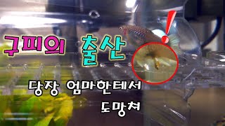 고정 구피 출산장면과 자기가 낳은 새끼를 몰라보는 어미