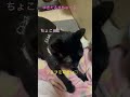 うちの甘えん坊ちょこちゃんです♡ shorts ねこのいる生活 ゴロゴロ猫 フミフミ 癒し 可愛い猫