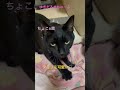 うちの甘えん坊ちょこちゃんです♡ shorts ねこのいる生活 ゴロゴロ猫 フミフミ 癒し 可愛い猫