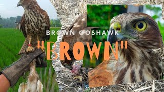 Falconry : Hunting with Brown Goshawk (BG) | Accipiter Fasciatus | hawking Quail | Austringer