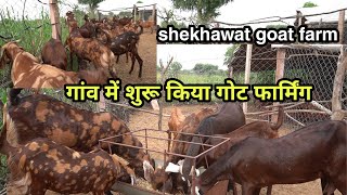 ek saal me 30 bakriyon ki lagat nikal gyi | visit shekhawat goat farm sikar | pkraj vlogs