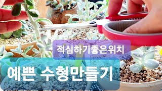 다육이 키우기 웃자란다육이 수형잡기 적심하기 좋은위치Succulents