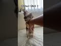 【閲覧注意】最後はとんでもないことが！！ shorts pets ココちゃん shortvideo chihuahua 注意