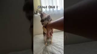 【閲覧注意】最後はとんでもないことが！！ #shorts #pets #ココちゃん #shortvideo #chihuahua #注意