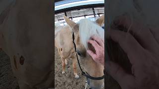 My Palomino Colt Got A Little Bite 🙁