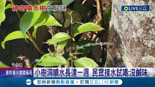 樹也熱到流汗了? 肉桂樹幹莫名噴水長達一週 網友喊:快裝水龍頭 原因可能是\