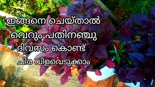 വെറും പതിനഞ്ചു ദിവസം മാത്രം മതി ചിര വിളവെടുക്കാം@anusworldcookingandfarmin8790