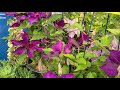 clematis fleuri ™ compact flowering vine with gorgeous large flowers