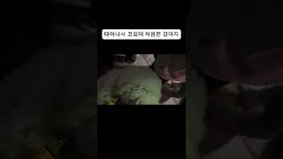 태어나서 코요태 처음본 강아지 🐶 #강아지 #충장축제 #코요태