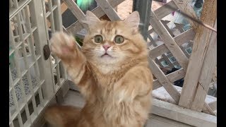 【子猫動画】短足ちゃん！躍動！