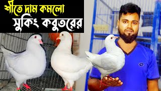 বিক্রি হবে সুকিং | কম দামে সুকিং কবুতর কিনুন | সুকিং কবুতরের দাম | king pigeon Price | Shafiq Vai