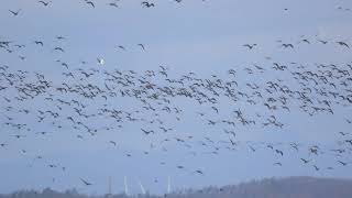 ♪鳥くん野鳥動画（東北）ヒシクイ大群20201115 6Z3A0787