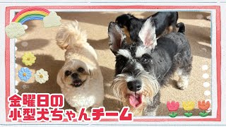 【犬の幼稚園】紫竹山店🌈金曜日の小型犬ちゃんチーム🌈