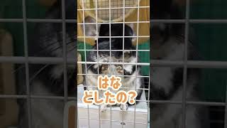 【チンチラ飼育】チンチラ🐹との暮らしはとても癒やされる☺️#shorts