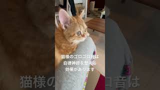 子猫のゴロゴロ音がすごい　#猫 #子猫 #cat #kitten #スコティッシュフォールド #茶トラ