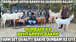 BEST QUALITY KE BADE AUR UNIQUE ANTIQ BAKRE QURBANI KE LIYE FOR SALE AT BABA GOAT FARM NALASOPARA