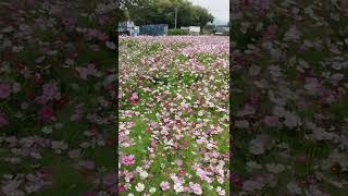 波斯菊花海