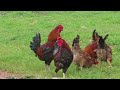 Chickens and roosters forage in the garden