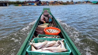 ថ្ងៃនេះ ខ្ញុំទិញបានត្រីឆ្កោក \u0026 ត្រីច្រកែងច្រើន ពីអ្នកនេសាទ || Freshwater Fish Market KH [Ep.213]