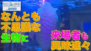 珍しい深海生物 日本財団 海と日本PROJECT in 静岡県 2020 #25