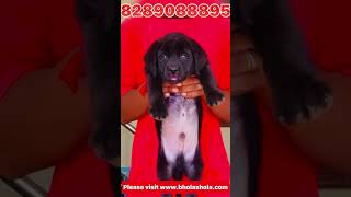 कौन सा Labrador Dog’s रंग सबसे अच्छा है 🤔 #shorts #viral