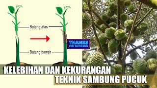 Kelebihan dan Kekurangan sambung pucuk Pada Tanaman by Raja Buah #RAJABUAH