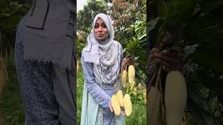 অসাধারণ এই আম খেয়েছেন? #farming #fruit