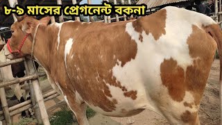 পাবনা অরোনখোলা হাটে  সেরা মানের প্রেগনেন্ট গাভী কালেকশন ।।special cow।।০৮/০২/২০২৫