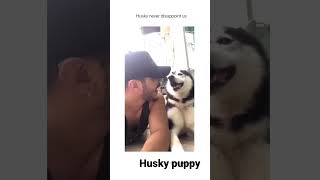 Husky never disappoint us | Funny Husky