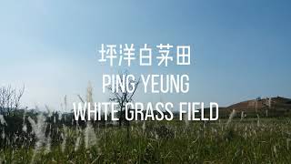 坪洋白茅田 Ping Yeung white grass field