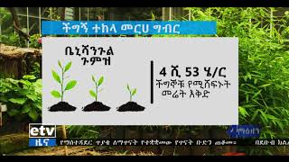 #etv በዘንድሮው የክረምት ወቅት ቤኒሻንጉል ጉሙዝ፣ ጋምቤላና አፋር ክልሎች 55.1 ሚሊዮን ችግኞችን ለመትከል አቅደዋል፡፡