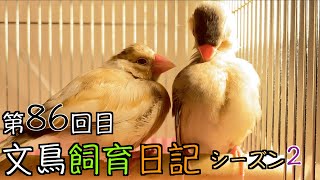 文鳥飼育日記シーズン2第86回目