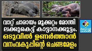 Elephant- ചാരായം കുടിച്ച് കിറുങ്ങി കാട്ടാനക്കൂട്ടം