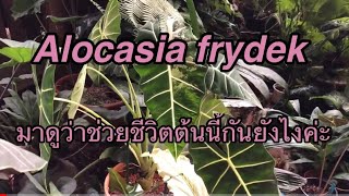 Alocasia EP:5 Save Alocasia frydek from Sclerotium rolfsii ช่วยชีวิตFrydek จากราเม็ดผักกาด