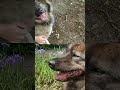 【雑種犬わぐちゃんアーカイブス】たくさんの笑顔をありがとう…花菖蒲を眺めてルンルン気分のお散歩でしたね 保護犬 雑種犬 花菖蒲