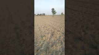 5 BIGHA AGRICULTURE LAND FOR URGENT SALE IN TARABGANJ GONDA RATE 3 LAKH BIGHA